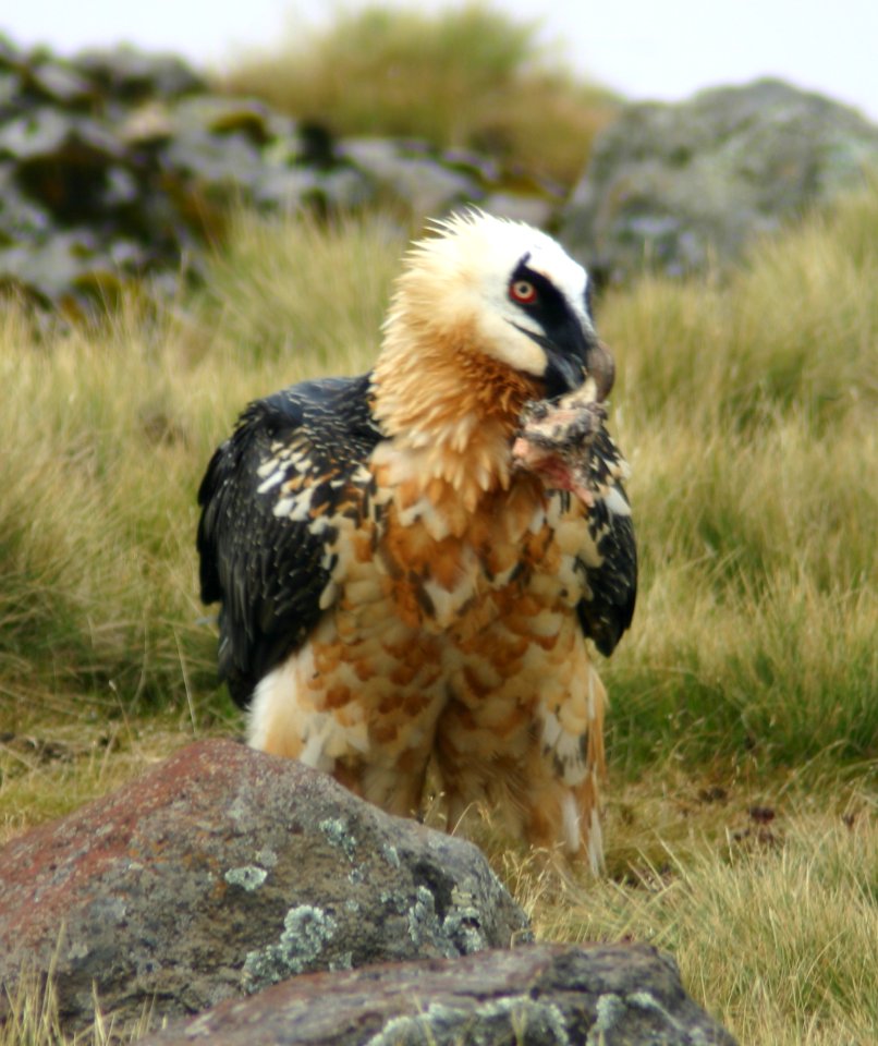 Lammergeyer, Simien Mountains National Park, Ethiopian Highlands