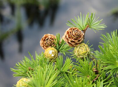 Softwood cones larch cones