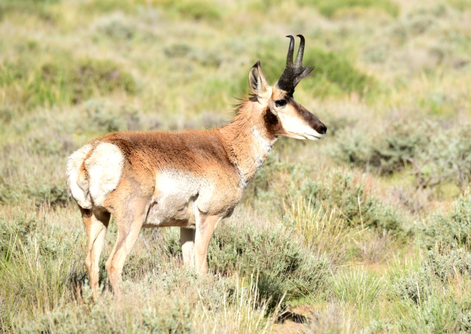 Pronghorn at Seedskadee National Wildlife Refuge