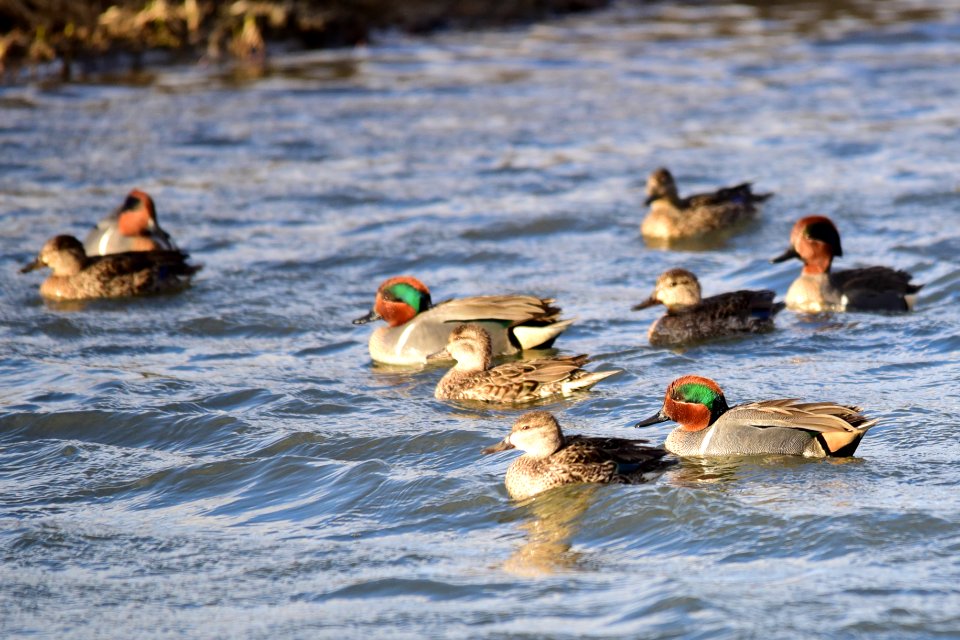 Green-winged teal at Seedskadee National Wildlife Refuge