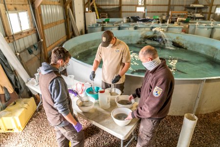 spawning paddlefish at gavins point NFH (5)