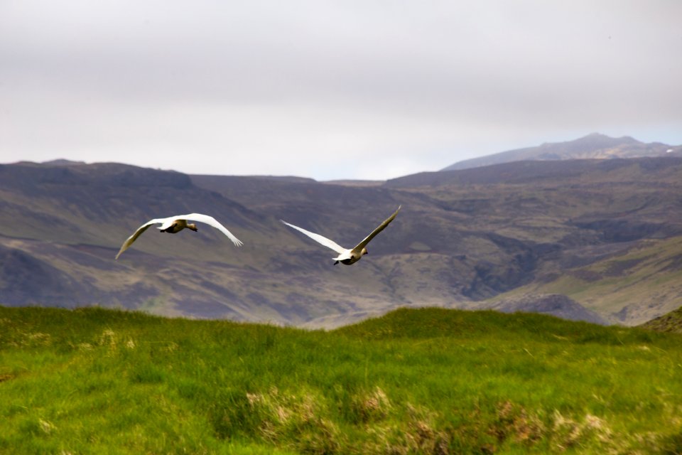 Flying birds