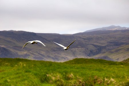 Flying birds photo