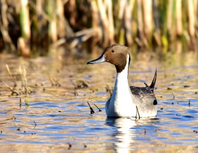 Northern pintail at Seedskadee National Wildlife Refuge