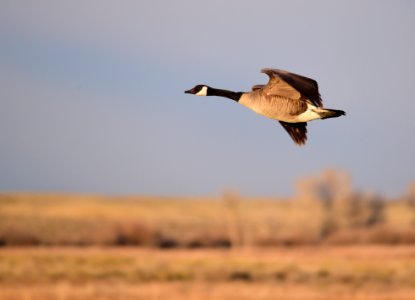 Canada geese on Seedskadee National Wildlife Refuge