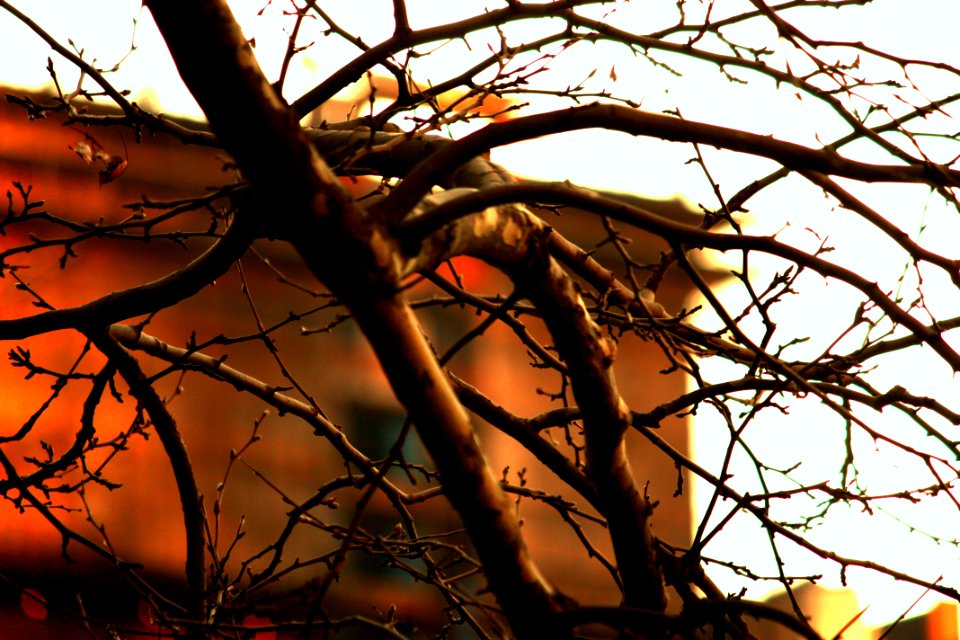 The leaves are gone