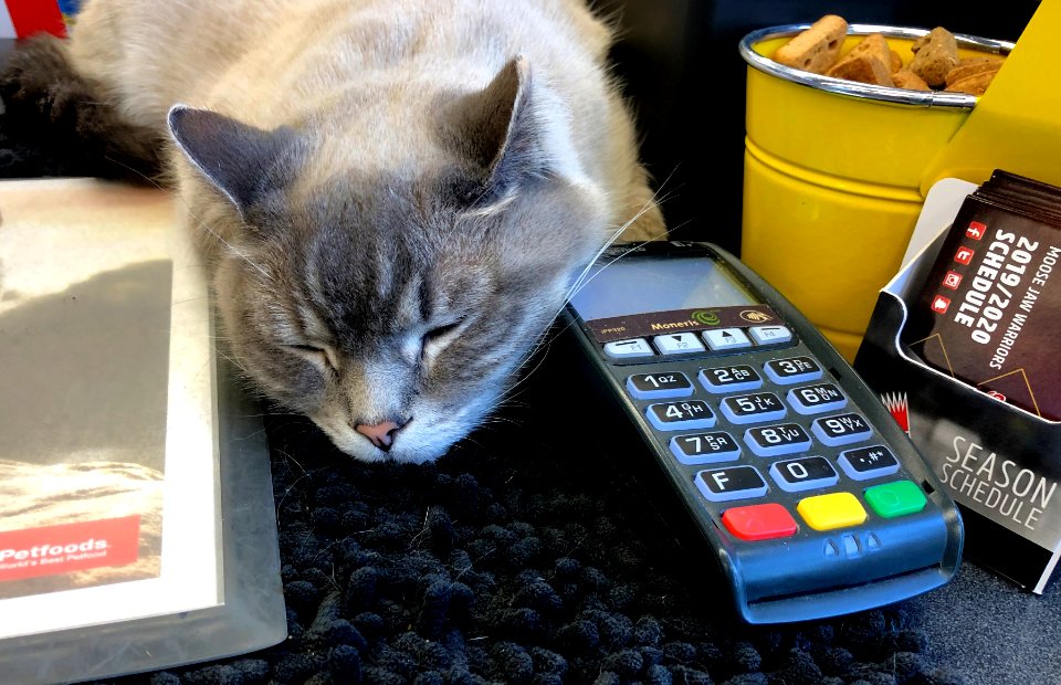 Will That Be Cat or Credit?