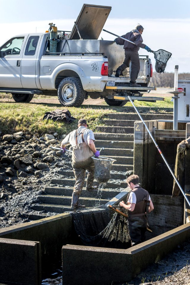 Hatchery pond harvest