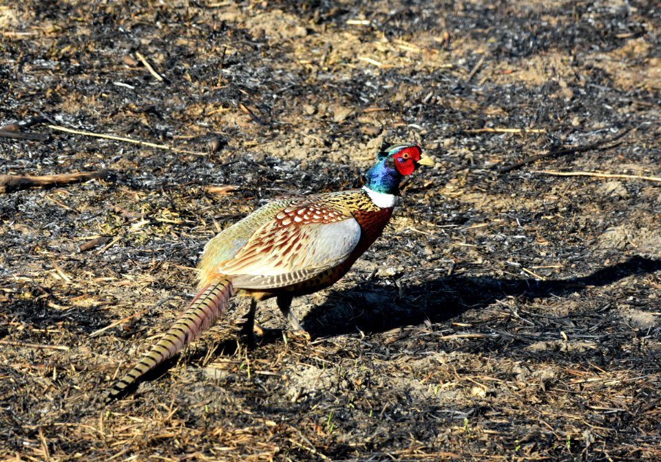 Ring-necked pheasant at LaCreek National Wildlife Refuge