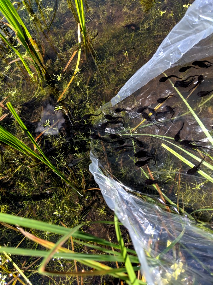 Boreal Toad tadpole release