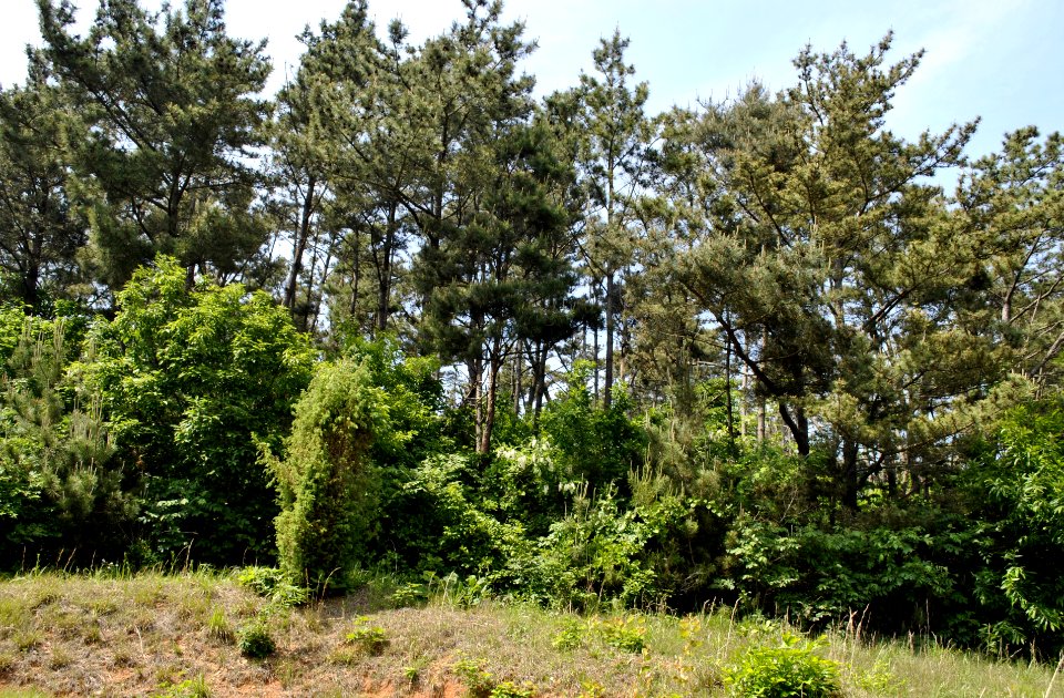 Anmyeondo Farm Area