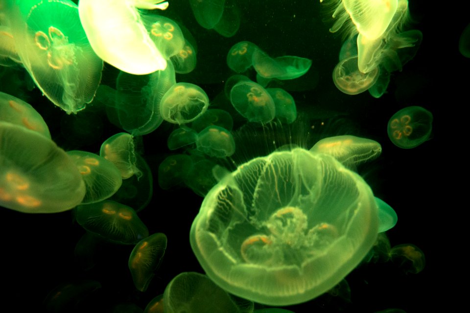 Jellyfishes