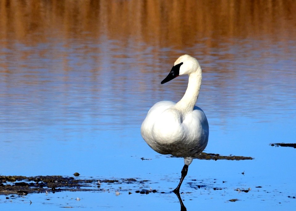 Trumpeter swan at Seedskadee National Wildlife Refuge