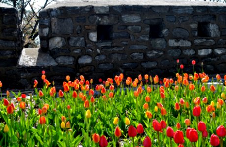 Namsan Park Spring 2016