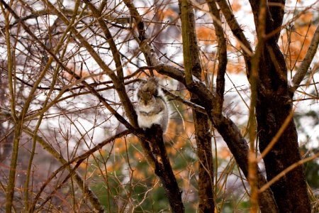 Squirrel photo