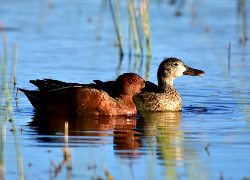Cinnamon teal at Seedskadee National Wildlife Refuge
