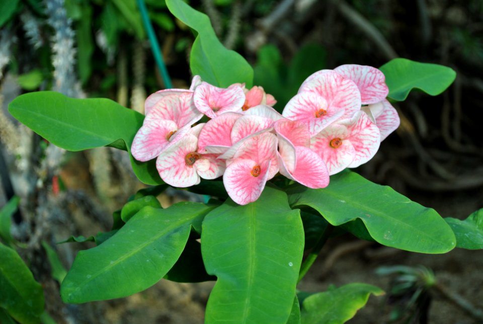 Asan Botanical Garden