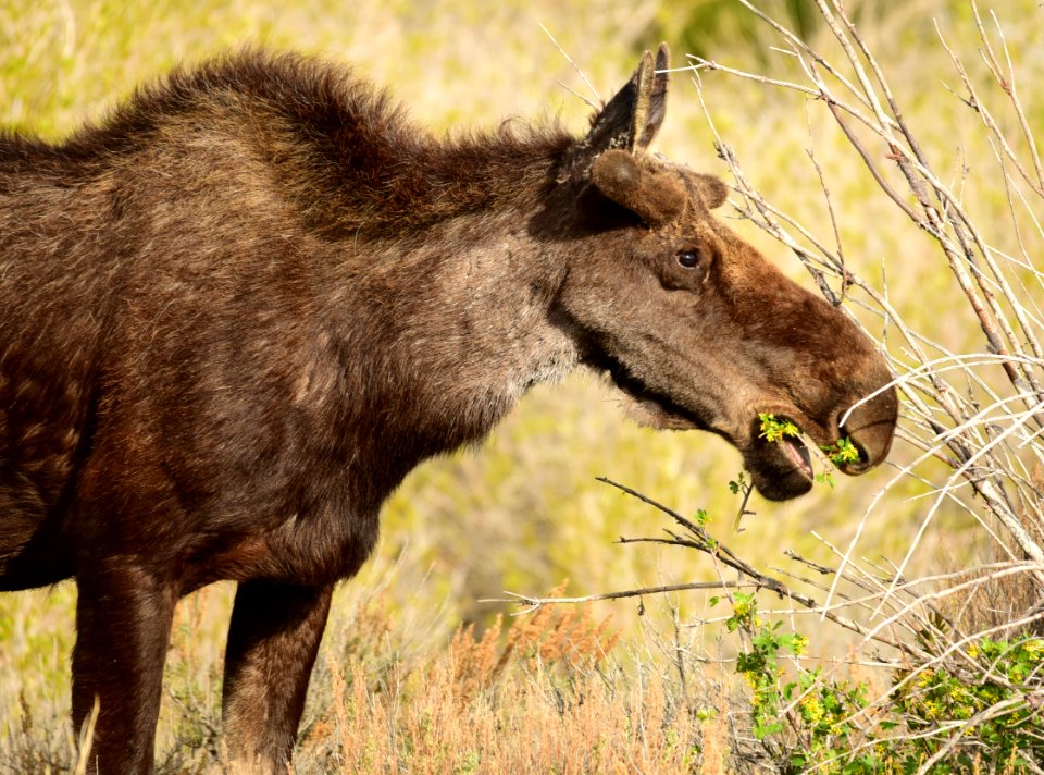 Moose at Seedskadee National Wildlife Refuge