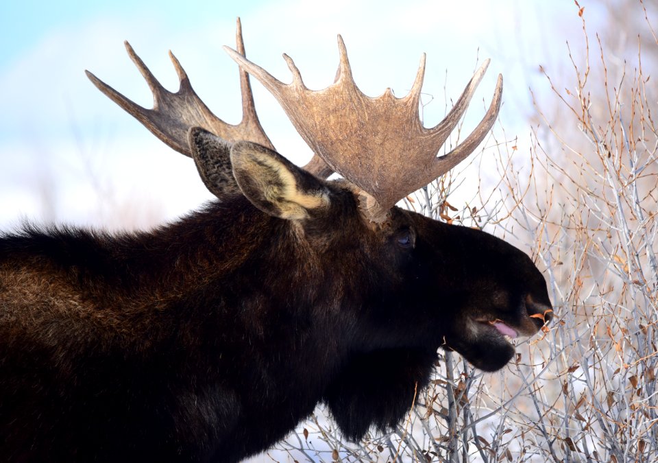 Moose at Seedskadee National Wildlife Refuge