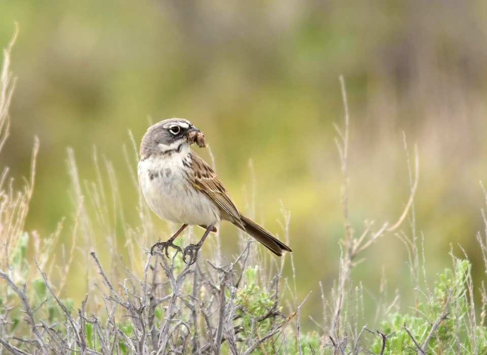 Sagebrush sparrow at Seedskadee National Wildlife Refuge