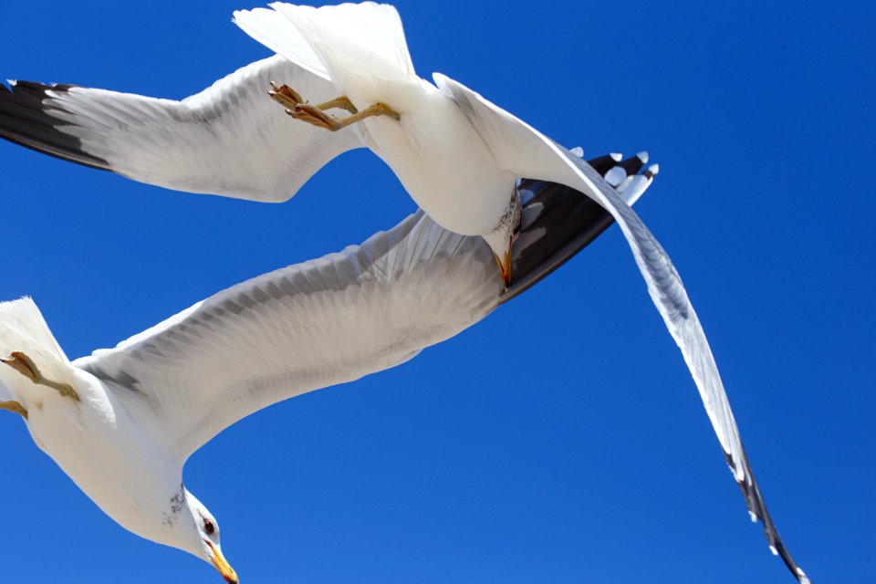 Flying