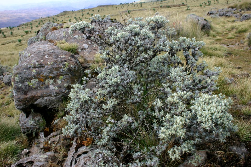 Simien Mountains National Park, Ethiopian Highlands
