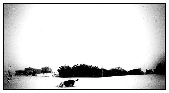 Dog in Snow 1918 photo