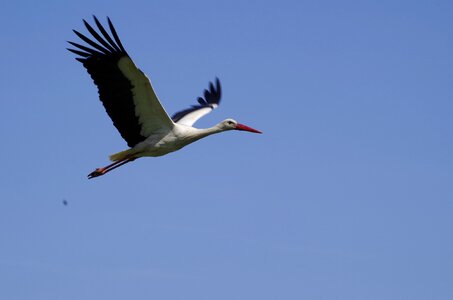 Fly white stork take off photo