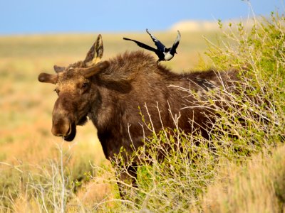 Moose at Seedskadee National Wildlife Refuge
