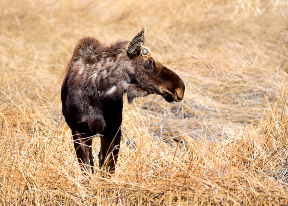 Moose at Seedskadee National Wildlife Refuge