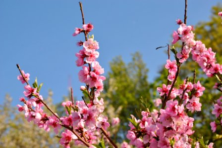 Namsan Park Spring 2016