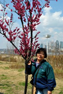 Yeouido Flower Festival
