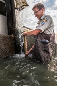 Hatchery Work