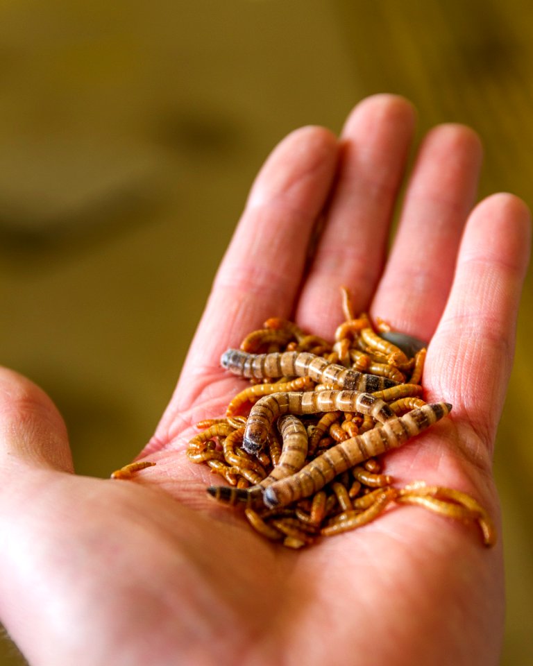 Mealworms