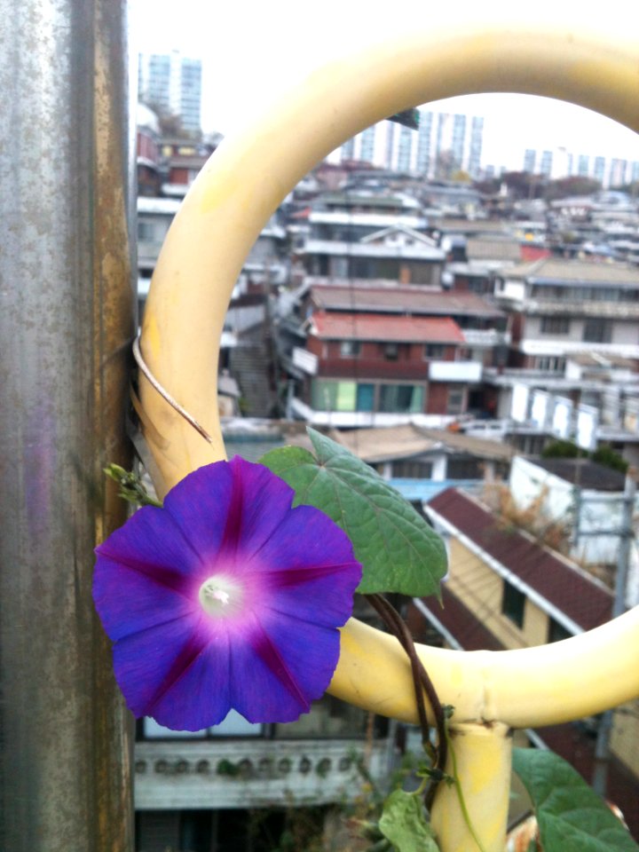나팔꽃