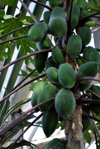 Asan Botanical Garden