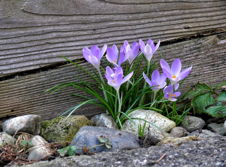 Nature bühen garden