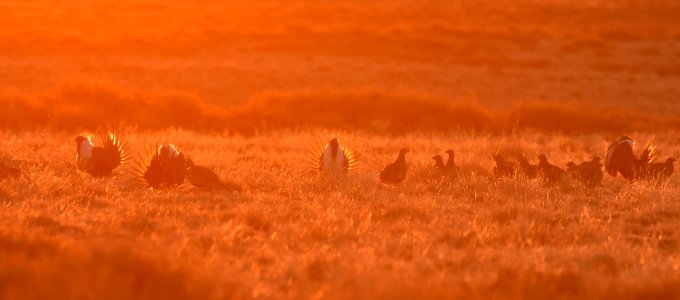 Greater sage-grouse near Seedskadee National Wildlife Refuge