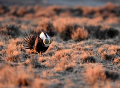 Greater sage-grouse southwest Wyoming