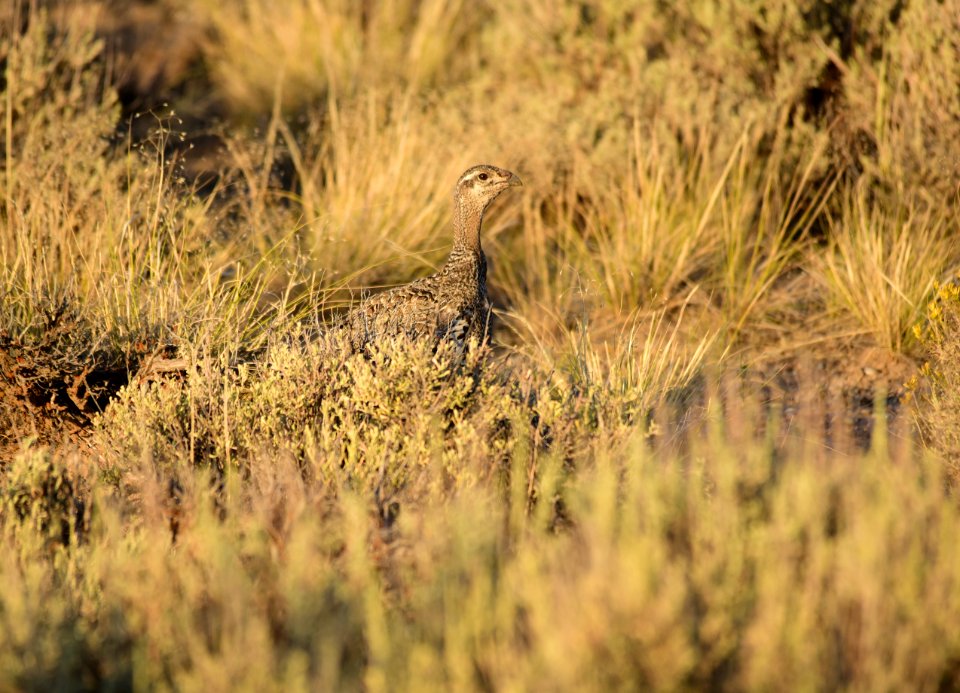 Greater sage-grouse at Seedskadee National Wildlife Refuge