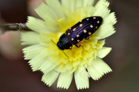 Acmaeodera photo