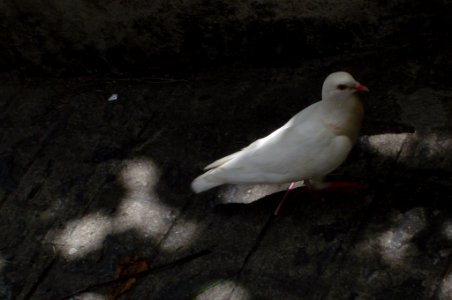 Pigeon (Pomba) photo