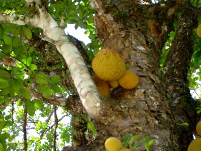 Jackfruits in a tree photo