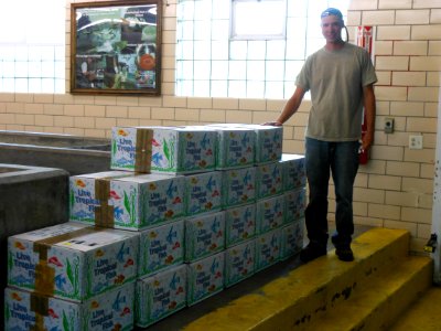 1.5 million walleye fry boxed and ready for shipment to Idaho waters