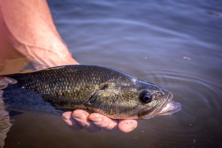 Largemouth Bass photo