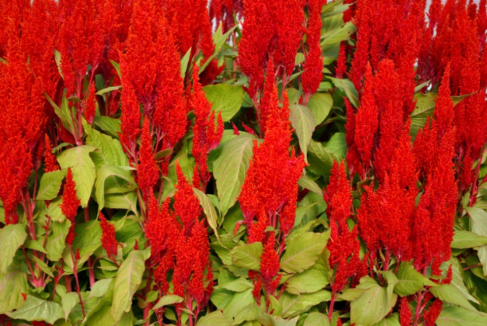 Asan Botanical Garden