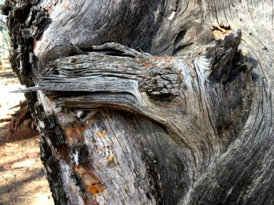 Face in the Tree