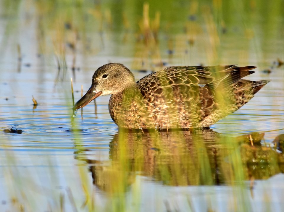 Cinnamon teal at Seedskadee National Wildlife Refuge