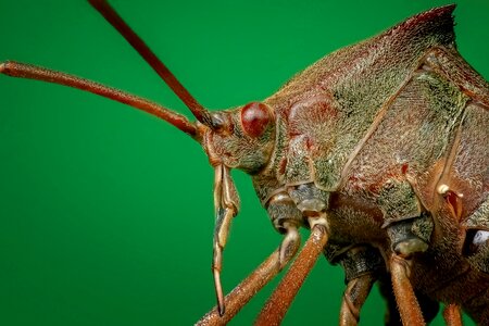 Insect close legs photo