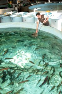 Rainbow Trout at a Hatchery photo